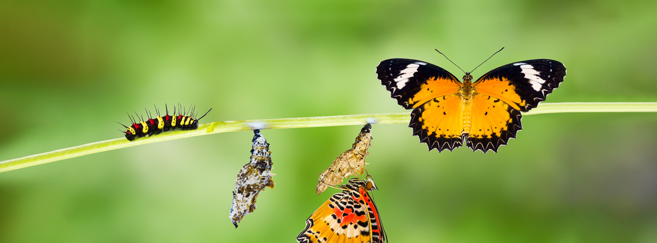 life transitions therapy banner